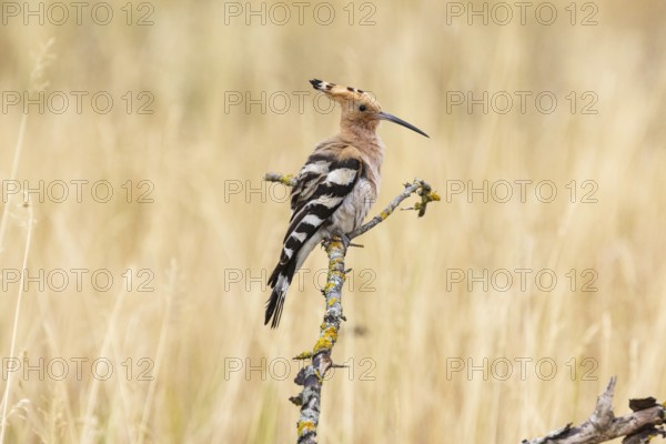 Hoopoe (Upupa epops) Hungary
