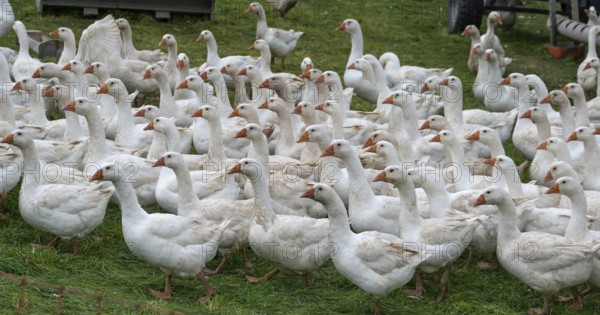 Free-range fattening geese (Anser anser domesticus) in a meadow, Bullach, Middle Franconia,