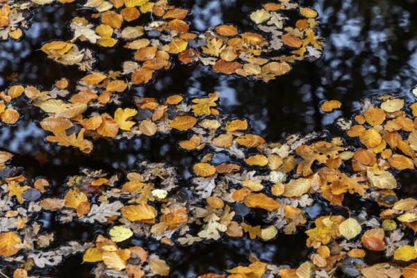Autumn leaves, autumn-colored leaves floating on moor water, Osterwald, Zingst,