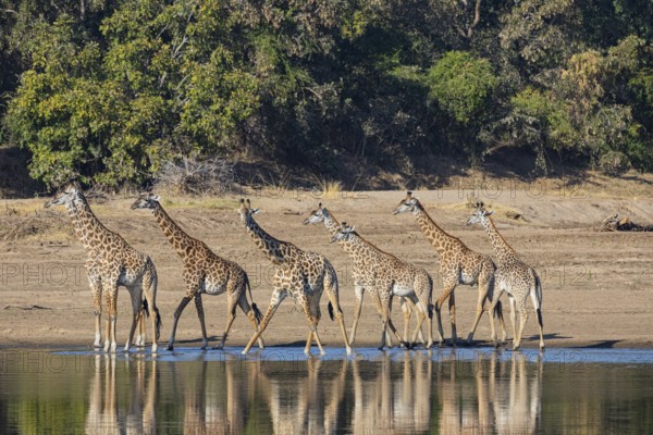 Thornicroft's Giraffe (Giraffa camelopardalis thornicrofti) Luangwa River Zambia August