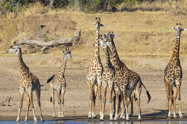 Thornicroft's Giraffe (Giraffa camelopardalis thornicrofti) Luangwa River valley Zambia August