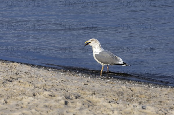 Seagull (Larinae) on the beach, eating a fish, Fischland-Darß-Zingst, Baltic Sea,