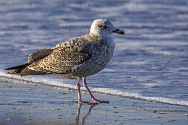 Herring Gull (Larus argentatus), on the beach, Fischland-Darß-Zingst, Baltic Sea,