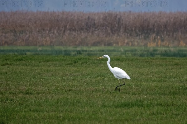 Great White Egret (Ardea alba) in a field, near Zingst, Fischland-Darß-Zingst, Western Pomerania