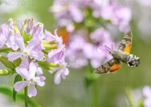 A dove tail (Macroglossum stellatarum) flies near pink flowers of soapwort (Saponaria officinalis)