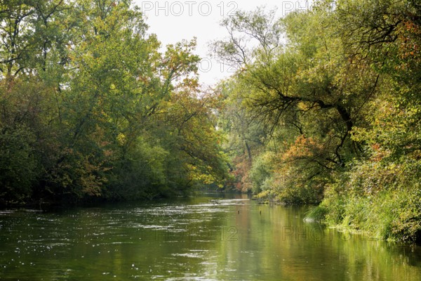 Altrhein, Rhine, Taubergießen Nature Reserve, Kappel-Grafenhausen, Ortenau, Baden-Württemberg,