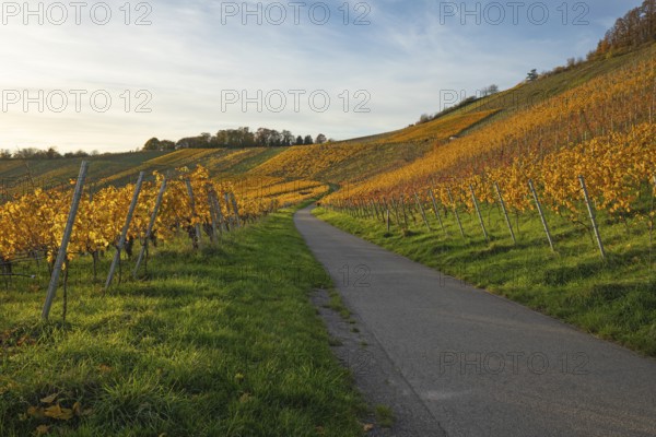 The vineyards in the Remstal near Korb in the Rems-Murr district show all their colors in autumn.