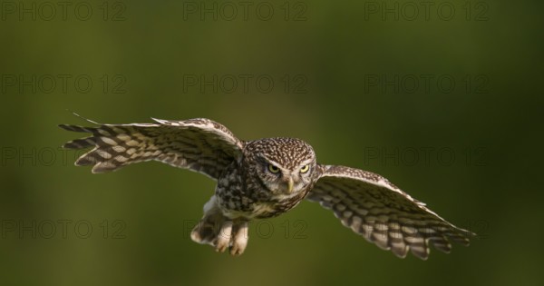 Steinkauz /Athene noctua) flying, departure from Zaunpfahl, Teutoburger Wald, Osnabrücker Land,