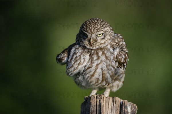 Little owl (Athene noctua) on fence post, fluffed up up, Teutoburg Forest, Osnabrücker Land, Lower