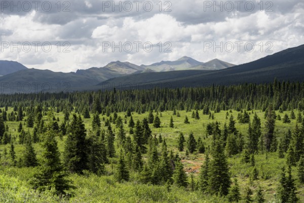 Taiga and tundra, mountain landscape of the Alaska Range with dramatic cloudy sky, Denali National