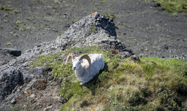 Dall sheep or Alaskan snow sheep (Ovis dalli) sitting on a rocky outcrop in the mountains, Denali