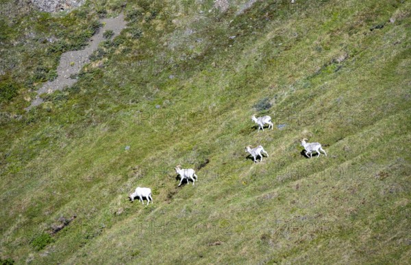 Dall sheep or Alaskan snow sheep (Ovis dalli) in a meadow in the mountains, Denali National Park