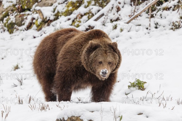 A Eurasian brown bear (Ursus arctos arctos) runs across a snow-covered meadow in hilly terrain.
