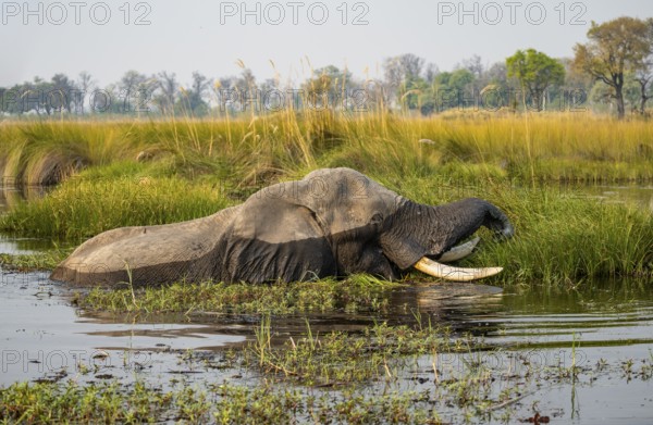 African elephant (Loxodonta africana) swimming in the swamp, grazing, Xakanaxa Lagoon, Okavango