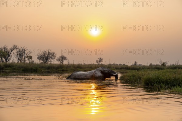 African elephant (Loxodonta africana) swimming in the swamp, at sunset, Xakanaxa Lagoon, Okavango