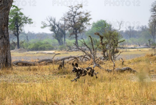 African wild dog (Lycaon pictus) running, hunting, Xakanaxa, Okavango Delta, Moremi Game Reserve,