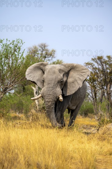 Elephant (Loxodonta africana) in dry grass, bull, Xakanaxa, Moremi Game Reserve, Botswana