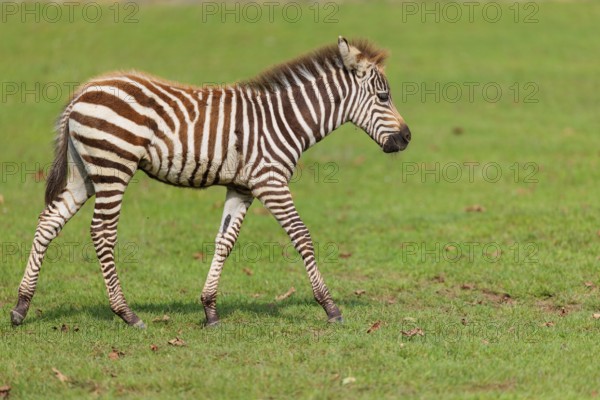 A Grant's zebra foal (Equus quagga boehmi) runs across a green meadow on a sunny day. East Africa