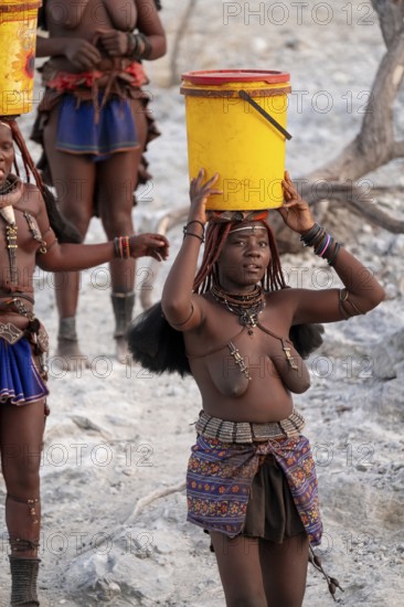 Himba woman fetching water, heavy water bucket on their heads, traditional Himba, Kaokoveld,