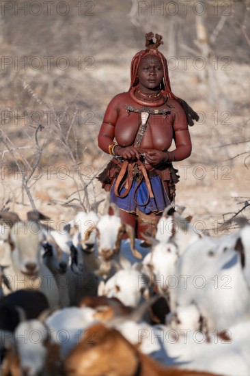 Himba woman taking care of goats, traditional Himba village, Kaokoveld, Kunene, Namibia