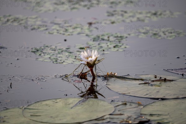 Flowering water lily (Nymphaea) in the water, Xakanaxa Lagoon, Okavango Delta, Moremi Game Reserve,