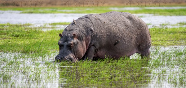 Hippopotamus (Hippopatamus amphibius), grazing in the shallow water of a lake, Okavango Delta,