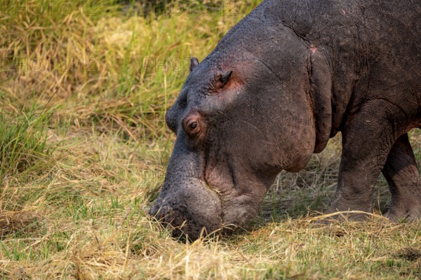 Hippopotamus (Hippopatamus amphibius), grazing in a meadow, animal portrait, Okavango Delta, Moremi