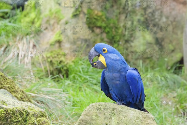 A hyacinth macaw (Anodorhynchus hyacinthinus) sits on a rock lying on a green meadow. Central and