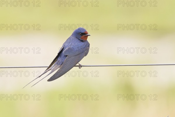 Barn Swallow (Hirundo rustica) sitting on a pasture fence, wildlife, animals, birds, swallows,