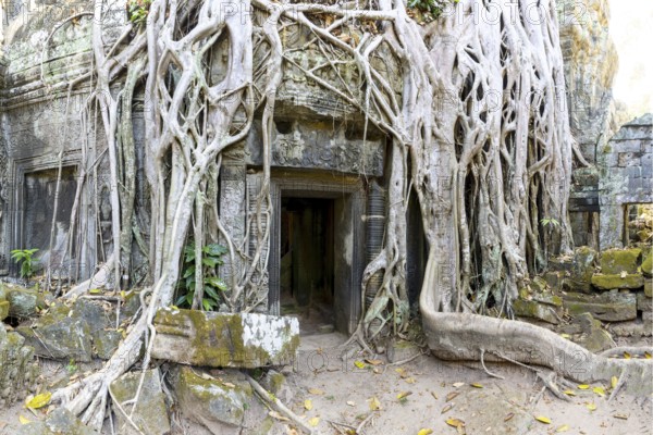 Tetrameles (Tetrameles nudiflora), tree conquers with its roots the ruins of the temple complex of