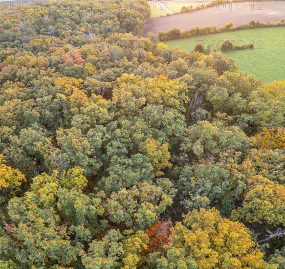 Aerial view of fields and autumn forest on Grossauer Höhe, Berndorf, Lower Austria, Austria