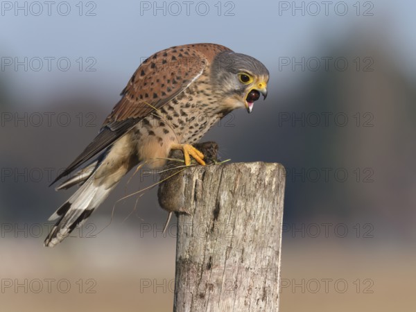 Kestrel (Falco tinnunculus) chokes out pellets and has a captured mouse in its claws, Berlin,
