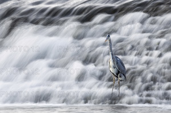 A heron stands at the foot of a rushing waterfall, A grey heron (Ardea cinerea) stands in the weir