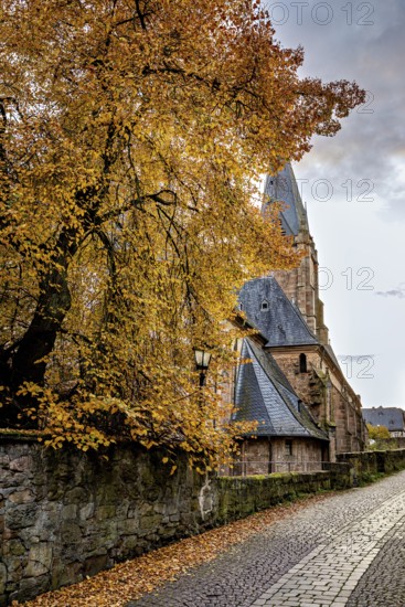Towering church next to a tree with yellow autumn leaves on a cobblestone street, The Lutheran
