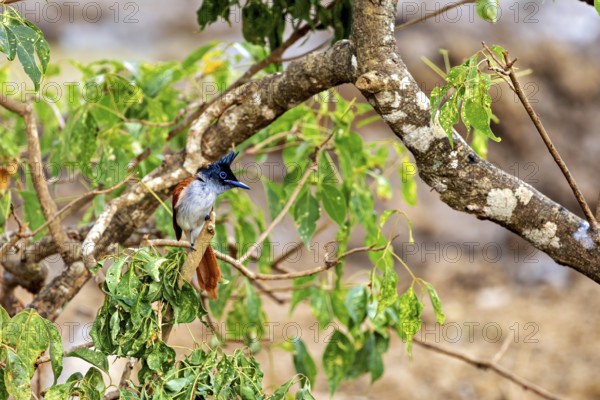 Exotic bird on a tree branch with green leaves against a soft background, Indian paradise