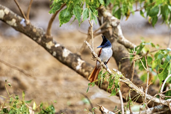 Exotic bird sitting on a branch surrounded by green leaves and a blurred background, Indian