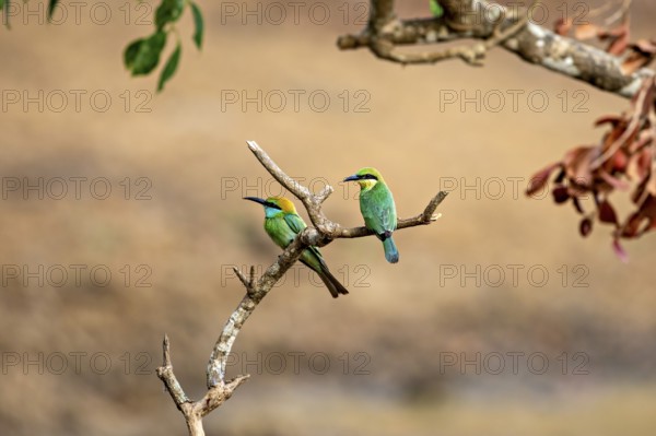 Two green birds sitting next to each other on a branch in a natural environment, Asian green