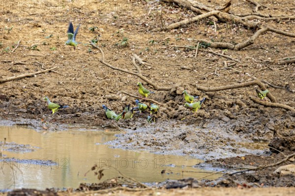 Several colourful birds gather around a waterhole in a dry, earthy area with branches, Band-tailed