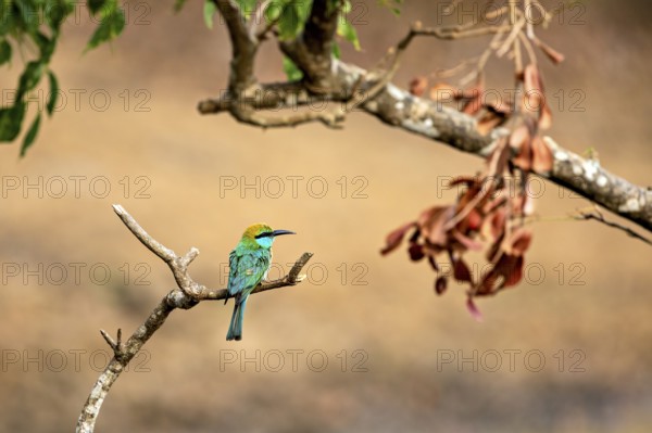 Green bird on a branch next to dry leaves with natural background, Asian Green Bee-eater (Merops