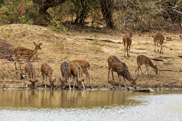 Herd of deer drinking on a barren sandy bank near bushes, Axis deer (Chital) at a waterhole in Yala