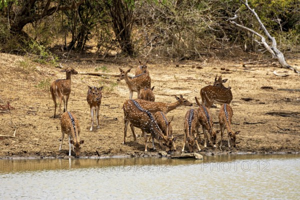 Several deer gather to drink on a bank in a wooded area, Axis deer (Chital) at a waterhole in Yala