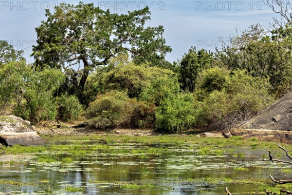 An idyllic pond with dense vegetation and trees that surround the quiet shore, The landscape of Sri