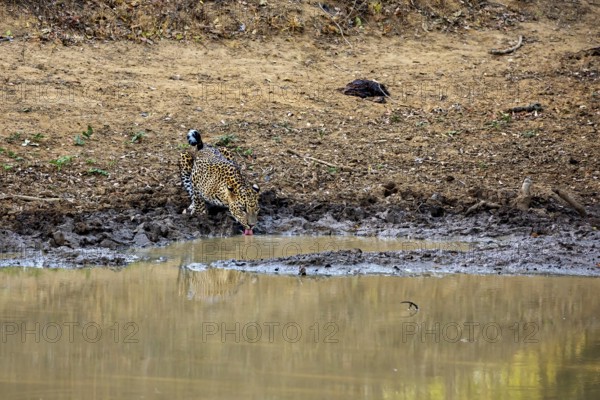 A leopard drinks at a waterhole and is reflected in the water, Sri Lanka leopards (Panthera pardus