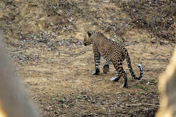 A leopard walks on earthy ground in a natural environment, Sri Lanka leopards (Panthera pardus