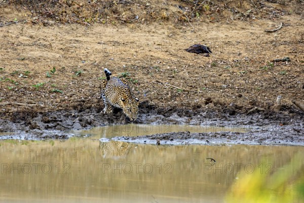 A leopard drinking at a waterhole in a natural environment, Sri Lanka leopards (Panthera pardus