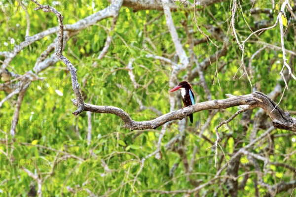 A bird sits on a branch in a lush green forest, White-throated Kingfisher (Halcyon smyrnensis) in