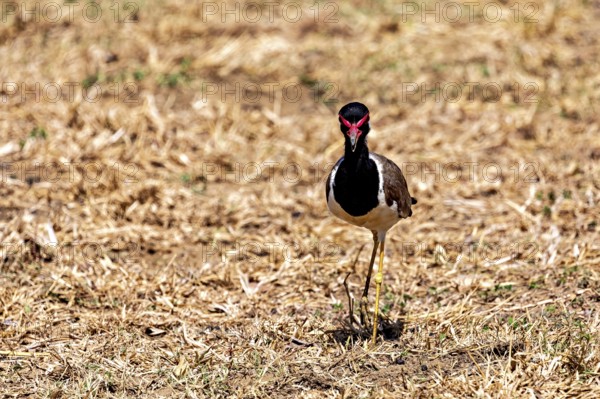 A bird stands on dry grass in a natural environment, red lapwing (Vanellus indicus) in Yala