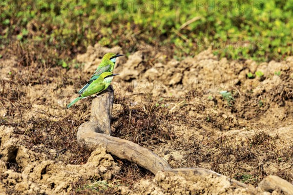 Two birds with green and yellow plumage sitting on a branch in an earthy landscape, Asian green