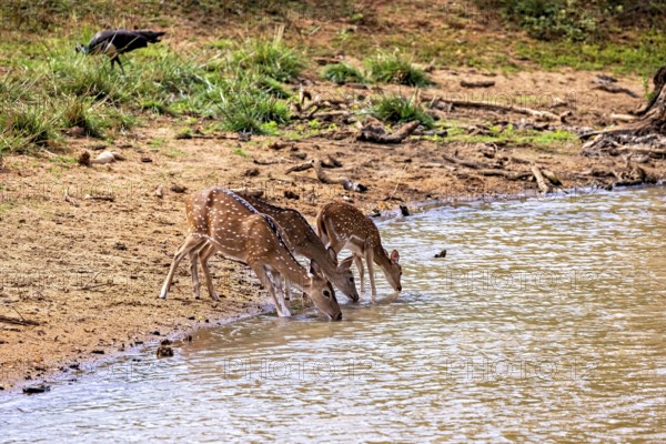 Three deer bend down to drink at a small natural water reservoir, Axis deer (Chital) at a waterhole