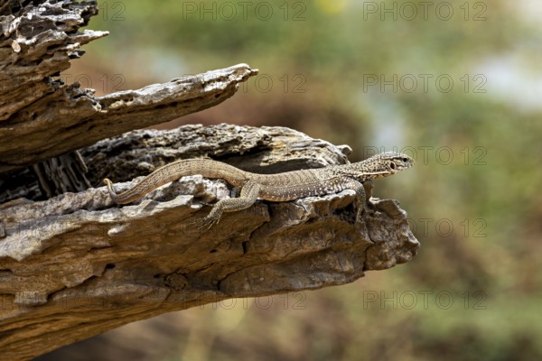 Lizard resting on a tree trunk in a natural environment, dwarf mulga dragon (Varanus gilleni) in